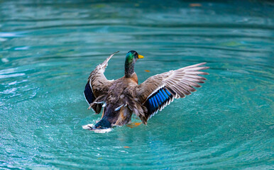 Adventures of the World