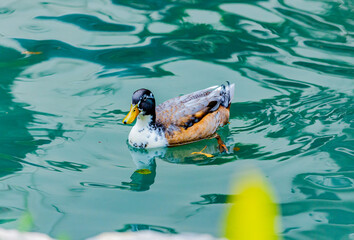 Adventures of the World