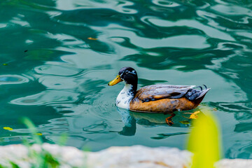 Adventures of the World