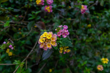 Adventures of the World