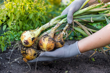 harvesting onions close-up with gloved hands, growing vegetables