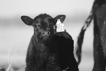Young black angus calf on ranch with blurred background for agriculture. - obrazy, fototapety, plakaty