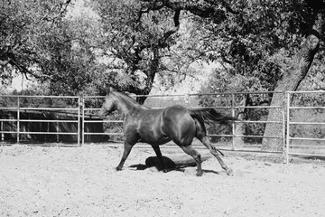 Horse lunging in round pen for exercise and equine western training on ranch.