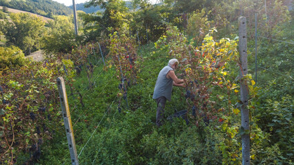 Farmer heroic harvesting grapes in wine farm in the italian hills of Castell'Arquato