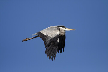 Heron in flight against blue sky