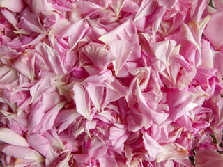 ダマスクローズの花びらのみ