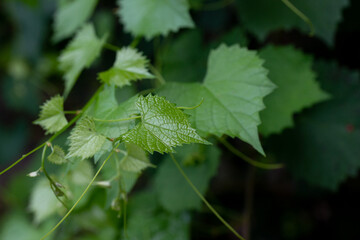 Textured Vine Leaves