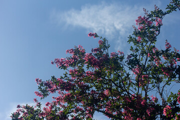 Obraz na płótnie Canvas Blooming Pink Crape Myrtle against Blue Sky with Cloud