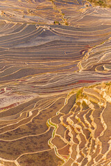 Fototapeta premium terraced fields in Yuanyang Yunnan China