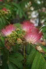 Albizia growing in the garden