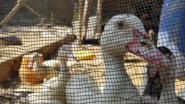 Young Muscovy duck close-up among the nets