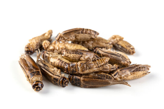 Edible Crickets