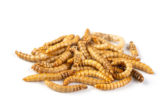 Dried edibledible buffalo worms