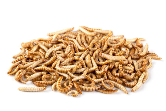 Dried Edibledible Mealworms