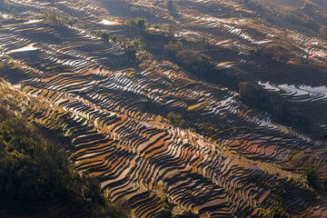 terraced fields in Yunnan China