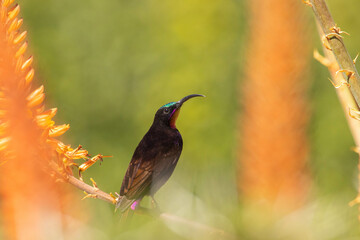Amethyst sunbird or black sunbird feeding on nectar with a mixed background