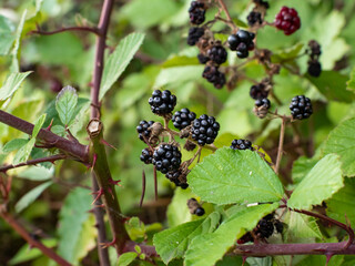 Wild blackberries on a bush in a forest. Healthy ripe bramble berries growing in the nature. Natural food on a branch in the woodlands. Fresh green leaves and sweet fruits during August in Germany.