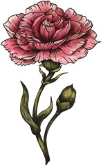 Vintage Hand drawn birth month flowers, Carnation flower, January, magic flower - 530367053