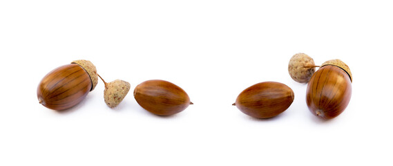 Ripe acorns isolated on a white background
