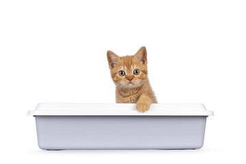 Obraz premium Cute red British Shorthair cat kitten, sitting in grey open litterbox with one paw on the edge of the box. Looking straight towards camera. Isolated on a white background.
