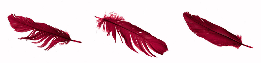 red feathers of a goose on a white isolated background