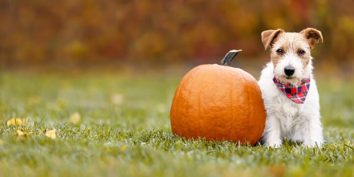 Cute pet dog puppy sitting in the grass with a pumpkin in autumn. Halloween, happy thanksgiving day or fall banner, background.