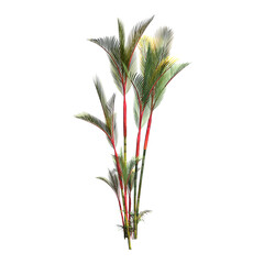 palm tree, isolate on a transparent background, 3D illustration