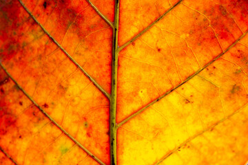 orange macro leaf,Golden red transparent leaf background