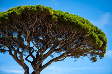 Tall single pine tree (pinus) in Anacapri on famous Capri island in Campania, Gulf of Naples Italy....