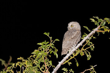 The Eurasian scops owl (Otus scops)
