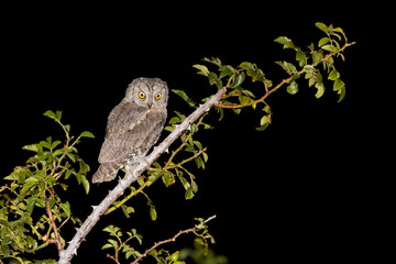 The Eurasian scops owl (Otus scops)