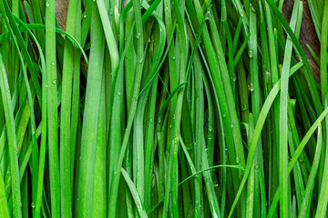 Chives macro,green onions feathers heap close up macro surface texture