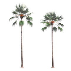 palm tree, isolate on a transparent background, 3D illustration