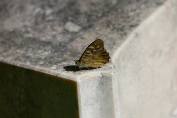 Speckled Wood Butterfly (Pararge aegeria) sitting on stone in Zurich, Switzerland