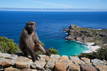 A baboon sitting on a stone wall is looking towards the camera with the blue sea, rocky headland...