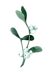 Branch of mistletoe or viscum with leaves and berries. Watercolor hand drawn illustration isolated on white background.