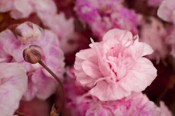 Macro of a small pink flower from a bouquet on a blurred background