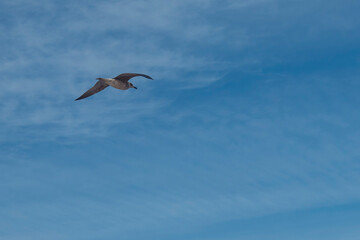 seagull flying high on the wind. flying gull. Seagull flying on blue sky and white cloud backgroud, copy space