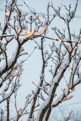 Yellow Christmas lights hanging in snow covered tree branches outdoors