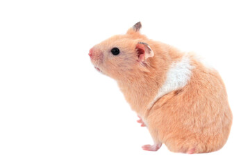 Cute fluffy hamster stands on its hind legs, isolated on a white background