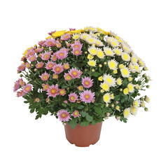 Chrysanthème multicolor en pot