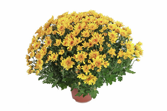 Chrysanthème jaune en pot	