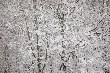 Snow covered branches in a dense forest in the winter