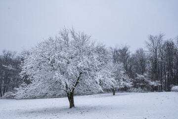 Snow covered tree in the winter in a field with a forest in the background