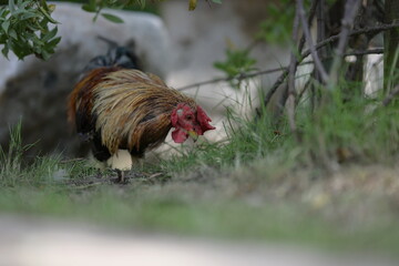 A bantam rooster with black-brown fur with a large red crest is walking on the grass in search of food. Scientific name of the domestic chicken is Gallus gallus, belonging to Phasianidae family.
