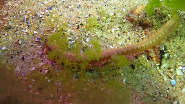 Polychaete worms (Nereididae, Nereidae) creeps on the sandy seabed with green algae, the Black Sea
