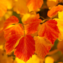 colorful autumn tree leaves
