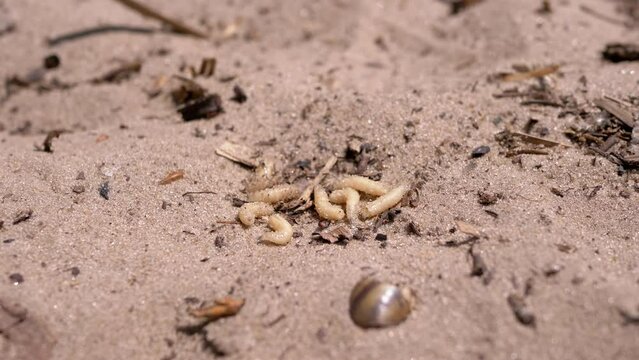 Group of Larvae of White Worms Crawls in Wet Dirty Sand in the Rays of Sunlight. Army of larvae white maggots and worms dynamic move on the ground, shimmering in the sun. Bait. Fishing. Nature. Woods.