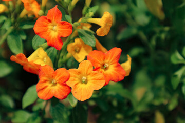 Obraz na płótnie Canvas Marmalade Bush has the Latin name Streptosolen jamesonii, has a funnel-like shape with yellow and bright orange like fresh oranges