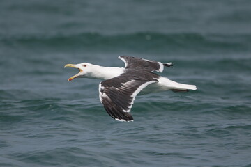 Goéland marin - Great Black-backed Gull (Larus marinus) - Étretat - Pointe de la Courtine...